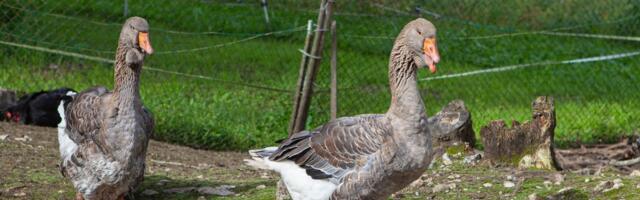 Крякающие освободители: как утки спасают Эстонию от слизней-захватчиков