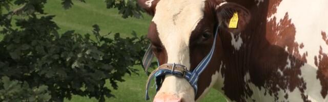 Четырехлетняя Карамелла побила рекорды Эстонии по надоям