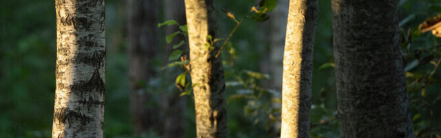 Весенняя вырубка леса порождает напряженность между экономическими интересами и охраной природы