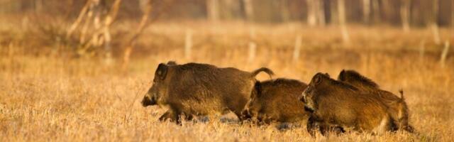 Советник Общества охотников: АЧС распространяется на север