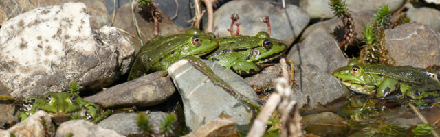 Добровольцы спасли почти 22 000 жаб, лягушек и тритонов