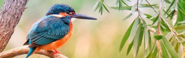 Правда ли, что зимородки врезаются клювами в деревья, застревают и не могут освободиться?