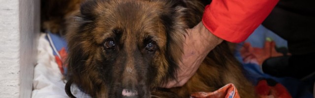 Как в фильме ужасов: пострадавшая в аварии на Лаагна теэ собака Арина умерла страшной смертью