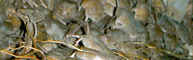 Мыши устроили пожар и сожгли дом