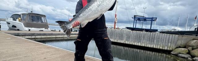 Вот это да! В первый день соревнований по ловле лосося была поймана 15-килограммовая рыба