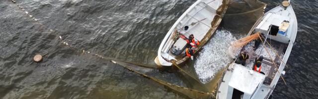 ЕС увеличил квоты Эстонии на вылов кильки и салаки в Балтийском море