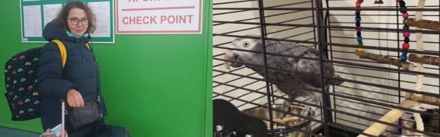 Попугай  Шурик пересек границу в Нарве, чтобы воссоединиться с хозяевами