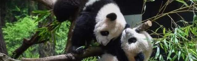 Япония прощается с пандами: символ дружбы уезжает вместе с доверием