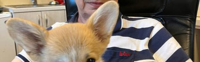 Клиника для маленьких животных, где рождаются чудеса