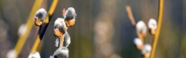 В четверг воздух прогреется до 11 градусов