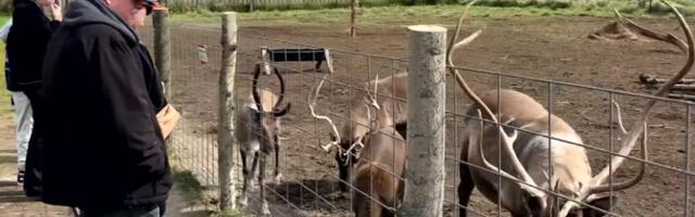 ERR на Аляске: на оленеводческую ферму каждый год приезжают посетители со всех уголков США