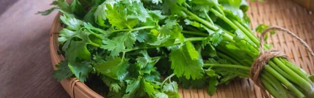 Кинза: польза и вред для организма мужчин, женщин, противопоказания