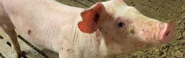 Вспышка АЧС не повлияла на стоимость свинины в Эстонии, но производители обеспокоены