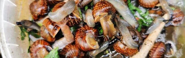 Специалист: в отличие от испанских полевые и сетчатые слизни плодятся два раза в год