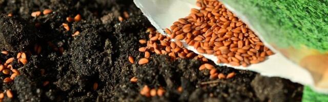 Департамент напоминает: покупка и пересылка семян из третьих стран запрещена