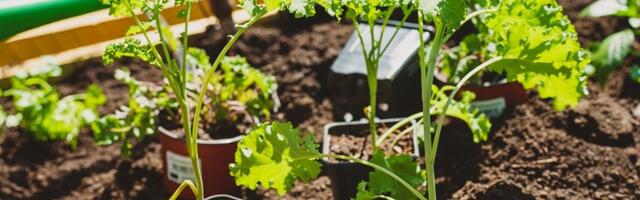 В Ласнамяэ начинается строительство ботанического сада