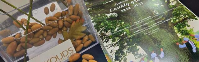 Литовский дуб борется за титул «Европейское дерево года»