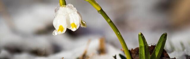 Во вторник воздух в Эстонии прогреется до 12 градусов