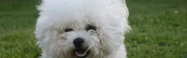 Тысячи злотых компенсации и 5 тысяч штрафа: в Польше все чаще судят владельцев питомцев за лай