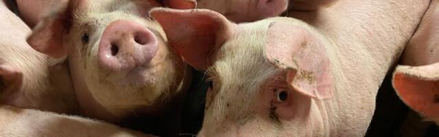 На свиноферме в Вильяндимаа обрушилась потолочная панель: как минимум сто животных погибли