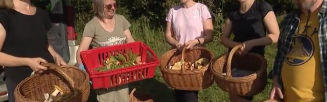 Говорушка, мицена и вороночник: добровольцы собирали грибы для выставки в Музее природы