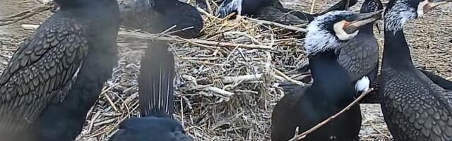 Колонии бакланов вытесняют другие виды птиц