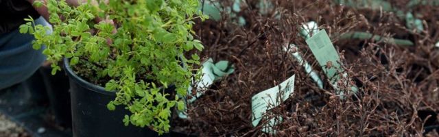 "Триллион деревьев не помогут климату": почему массовая высадка лесов может принести больше вреда, чем пользы