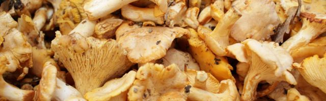Сезон лисичек: как эти грибы влияют на наш организм