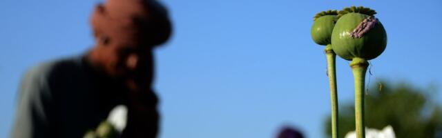 Эффективнее американцев: как „Талибан“ уничтожает маковые поля в Афганистане