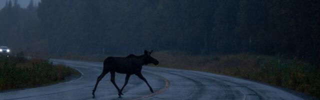 ФОТО | Столкновение с лосем на шоссе Таллинн-Нарва превратило автомобиль в груду металлолома
