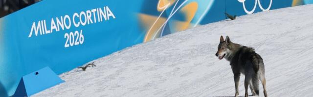 ВИДЕО | Необычный финиш на ОИ‑2026: собака выбежала на трассу и пересекла линию вместе с лыжницами