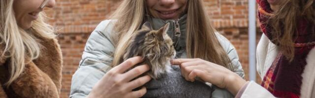 Хозяйка отдала кота на лечение, но обратно ей любимца уже не вернули