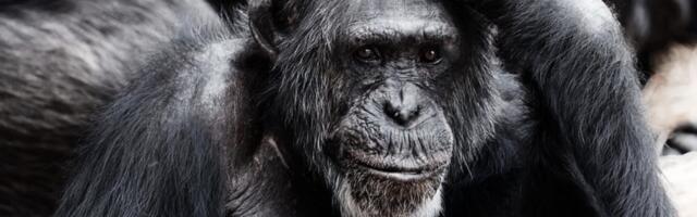 ВОЗ переименует из-за расизма оспу обезьян в МРОХ