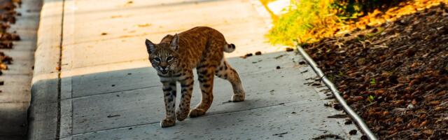 ВНИМАНИЕ | В городе заметили рысь: утром ее видели в Пыхья-Таллинне