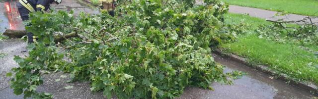 В Нарве устраняли последствия шторма: поваленные деревья блокировали дороги