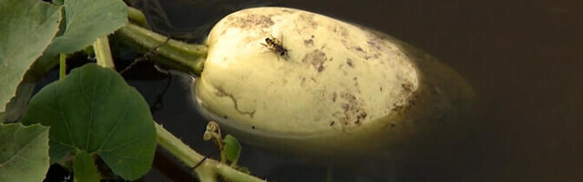 В сельском хозяйстве Латвии действует ЧП из-за сильных дождей и наводнений