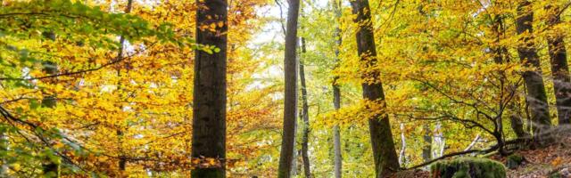 Принадлежащая IKEA фирма скупает крупные лесные участки в Эстонии и Латвии