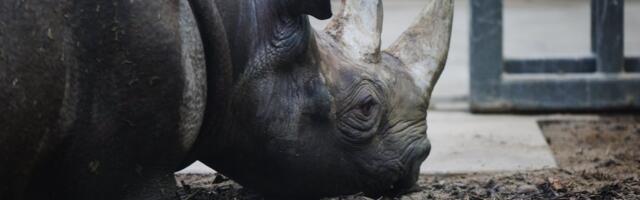 Зоопарк снова приглашает на сумеречную экскурсию на русском языке!