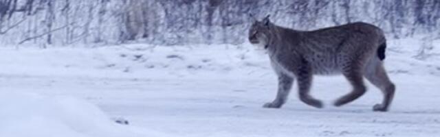 ВИДЕО | Смелая рысь прошлась прямо перед жилым домом