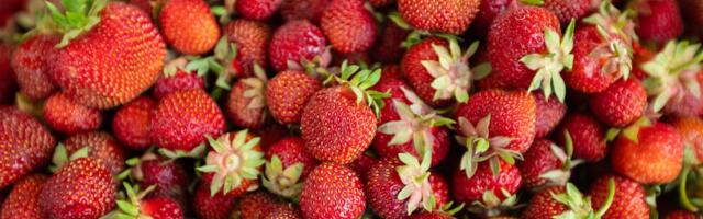 Из-за дождей большая часть урожая эстонской клубники пропала — цены взлетели до 17 евро за килограмм