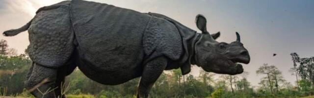 Это победа: индийском штате Ассам впервые за два года браконьеры не убили ни одного носорога