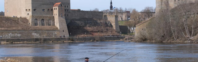 Нарвские рыбаки: окунь уже клюёт, судака и корюшку ещё ждут