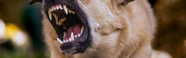 Тийт Маран: собаки атакуют людей, а коалиция вместо решения проблемы тянет кота за хвост