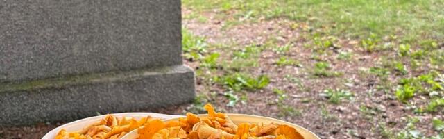 ФОТО: в этом году необычайно много лисичек