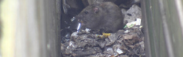 В Ласнамяэ вновь проведут дератизацию