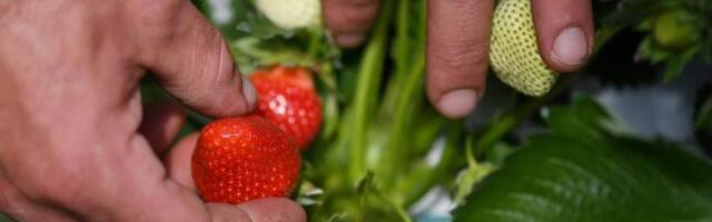 Немецкие фермеры жалуются на сборщиков клубники