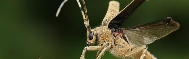 В Эстонии впервые выбрали насекомое года