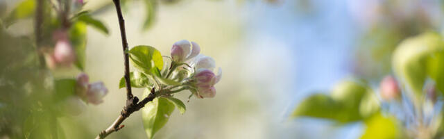 Во вторник воздух в Эстонии прогреется до 12 градусов
