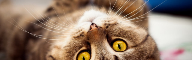 Информация владельцам котов и кошек г. Нарва.