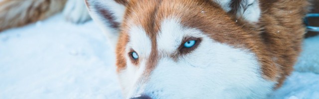 Где в Эстонии покататься на хаски: 5 мест с собачьими упряжками